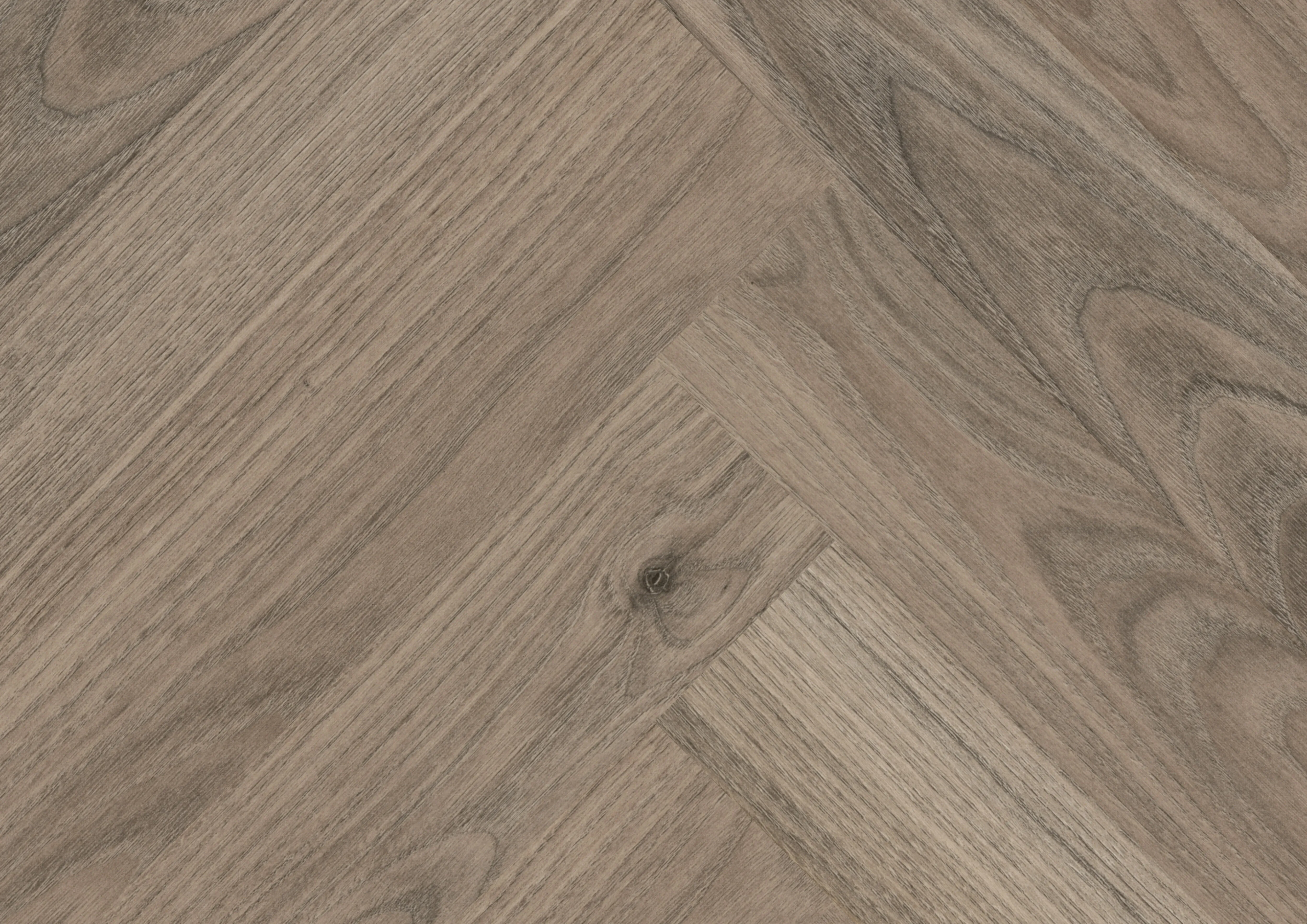 Royal Chestnut Grey